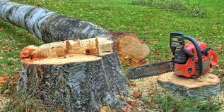 Best Tree Disease Treatment  in De Pere, WI