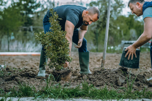 Best Tree Health Inspection  in De Pere, WI