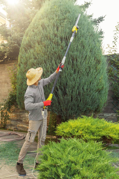 Best Stump Grinding and Removal  in De Pere, WI