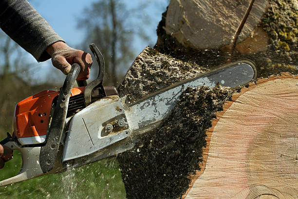Best Storm Damage Tree Cleanup  in De Pere, WI