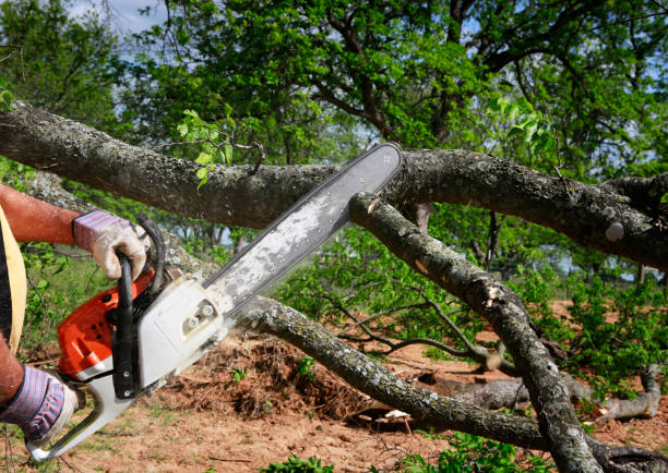 Best Fruit Tree Pruning  in De Pere, WI